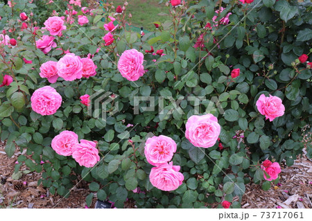 バラ アライブ ばら 薔薇の写真素材