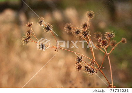 くっつき虫 雑草の写真素材