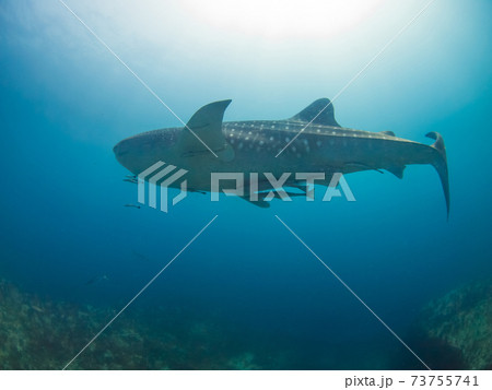 海中 魚 海水魚 コバンザメの写真素材 - PIXTA