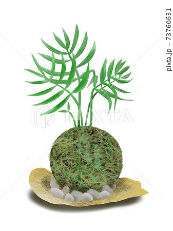 コケ 苔 のイラスト素材集 ピクスタ