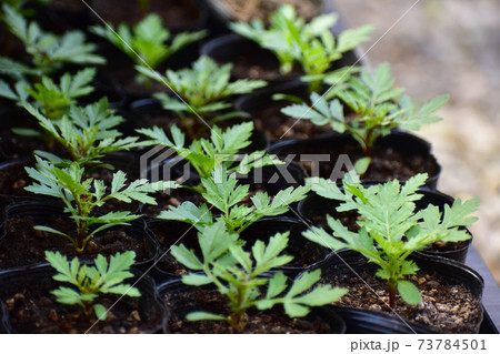マリーゴールド 苗 発芽 ポットの写真素材