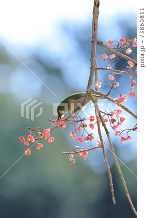 マユミの花の写真素材