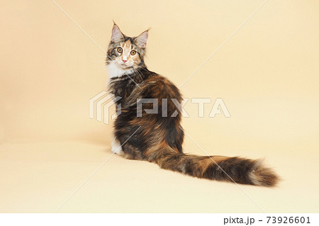 美人猫の写真素材