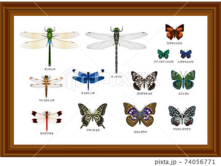 ギンヤンマ 昆虫 トンボ目 蜻蛉目のイラスト素材 - PIXTA
