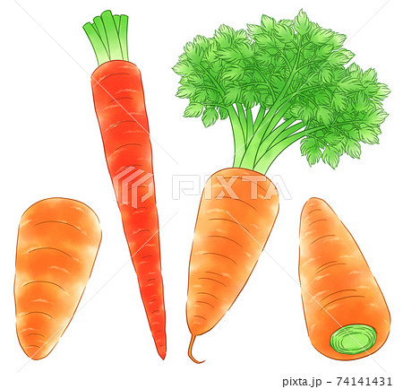 京野菜のイラスト素材