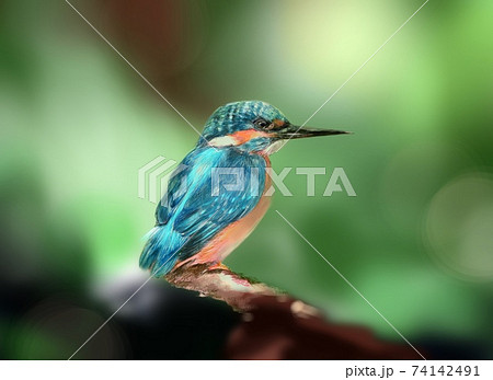 野鳥 カワセミ 手描き 鳥のイラスト素材