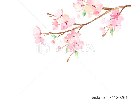 手書き 手描き 桜 枝のイラスト素材