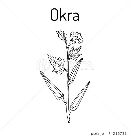 オクラの花のイラスト素材