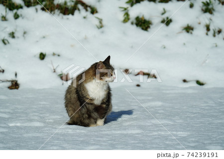 猫 野良猫 ねこ 雪の写真素材