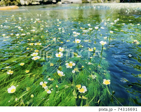 梅花藻の写真素材 - PIXTA