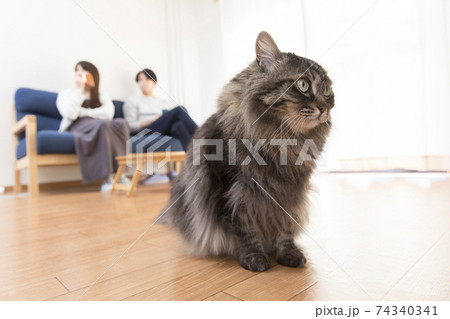 長毛種 猫 ネコ 雑種の写真素材