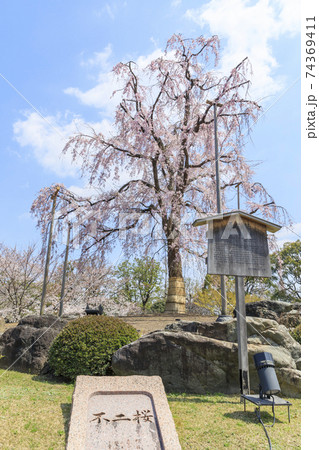 八重紅しだれ桜 桜 ピンク 植物の写真素材