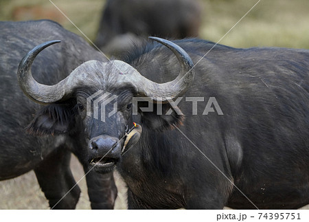バッファローの写真素材