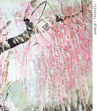 水彩画 しだれ桜 さくら イラストの写真素材