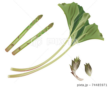 蕗のイラスト素材