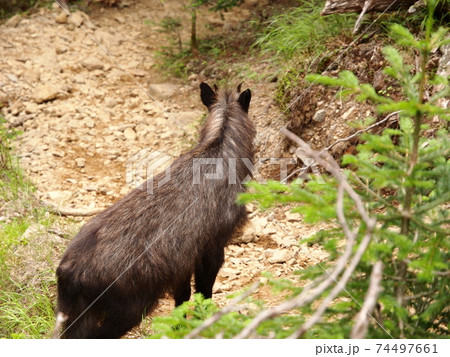 カモシカ 八ヶ岳 動物 自然の写真素材