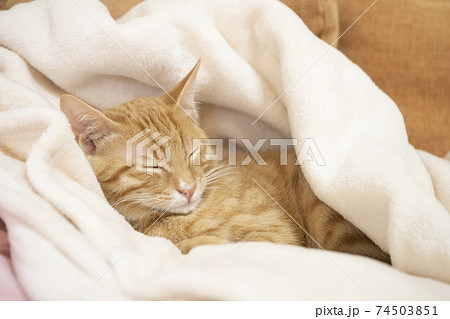 寝息 かわいいの写真素材