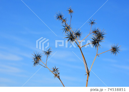 オナモミ 花の写真素材