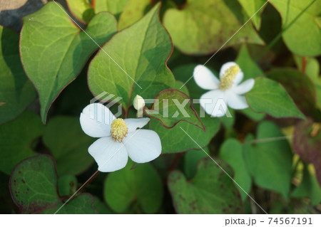 ドクダミ 白い花 どくだみ 花の写真素材