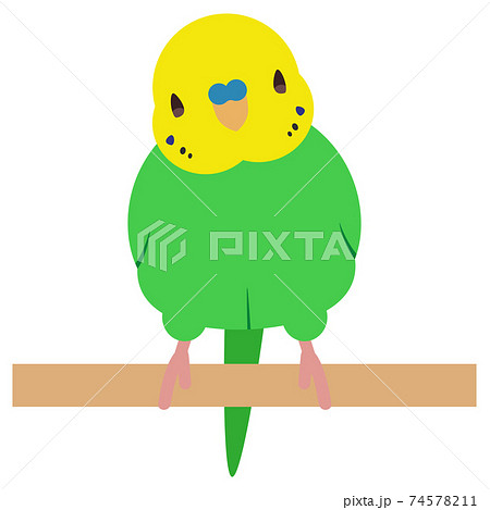 セキセイインコ イラスト 黄色 鳥 かわいいのイラスト素材