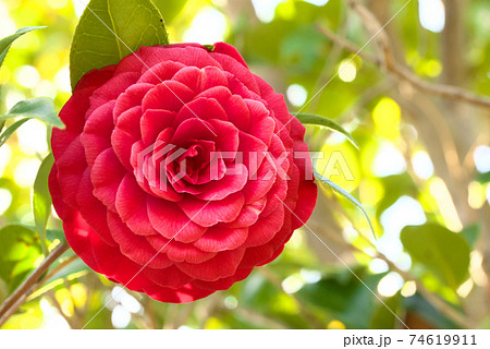 3月31日の誕生花の写真素材