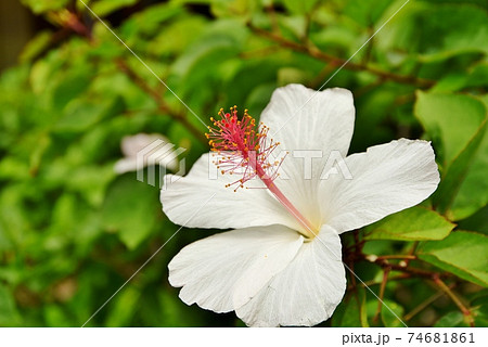 ハワイ 花の写真素材