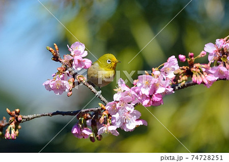 春の生き物の写真素材