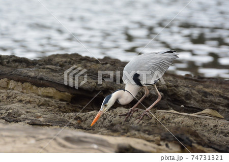 首をすくめる 鳥の写真素材