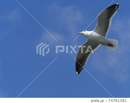 飛んでる鳥の写真素材