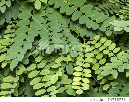 アカシア 葉の写真素材