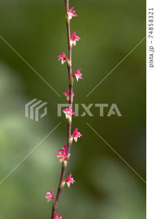 細長い花びらの写真素材