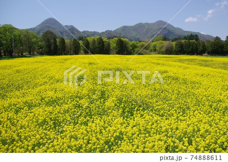 岩手県 矢巾 ひまわり畑 ひまわりの写真素材