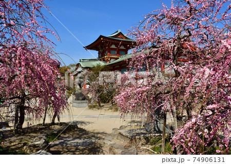 飛梅伝説の写真素材