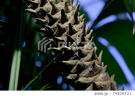 ヤシの木に似た植物の写真素材