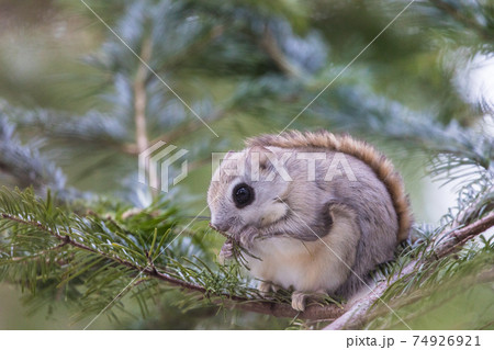 エゾモモンガ モモンガ ももんが かわいいの写真素材