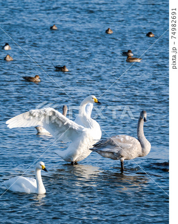 白鳥の湖の写真素材