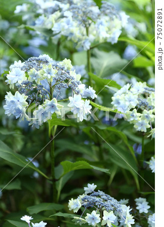 星咲きあじさいの写真素材