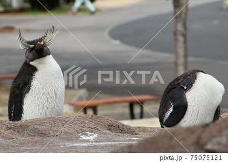 ロックホッパーペンギンの写真素材