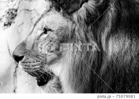 百獣の王 ライオン かっこいい 横顔の写真素材