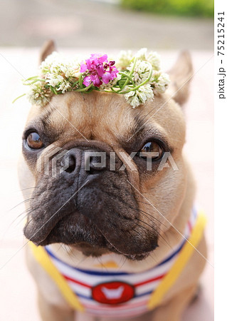 花かんむり 植物 かんむりの写真素材
