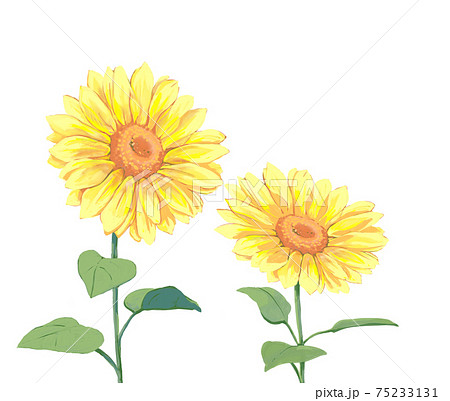 ひまわりのイラスト素材