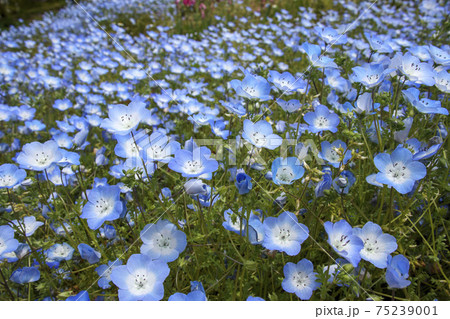 Nemophila Menziesiiの写真素材