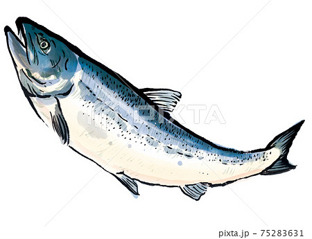 鮭 魚 サーモン シャケのイラスト素材 - PIXTA