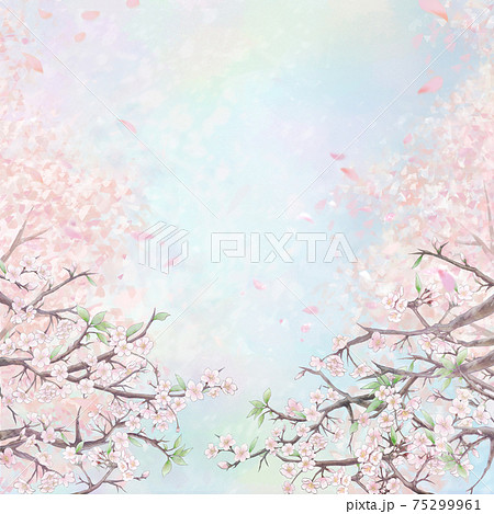 桜の蕾のイラスト素材