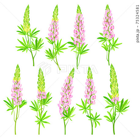 のぼり藤の写真素材