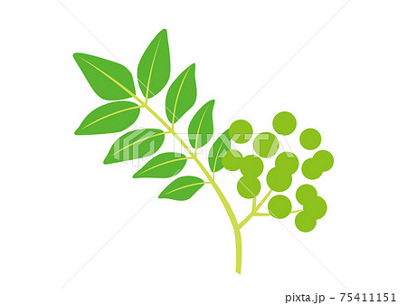 山椒の実のイラスト素材 Pixta