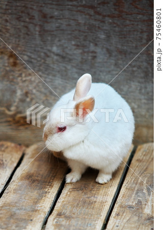 うさぎ 口 アップ 鼻の写真素材