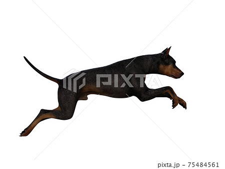 ドーベルマン かわいいのイラスト素材
