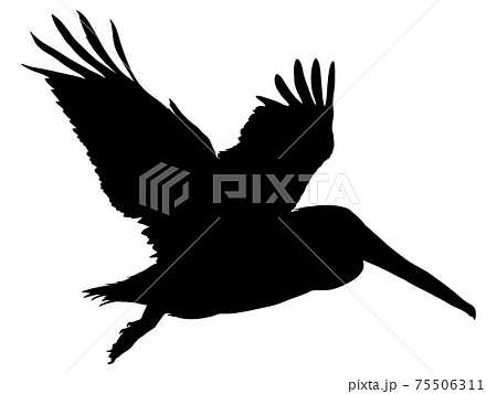 鳥 シルエットイラスト イラスト 羽ばたくの写真素材