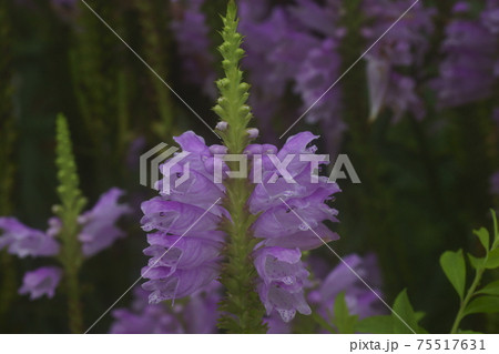 ムラサキトラノオの写真素材